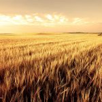 Biodiesel prima generazione: un campo di grano