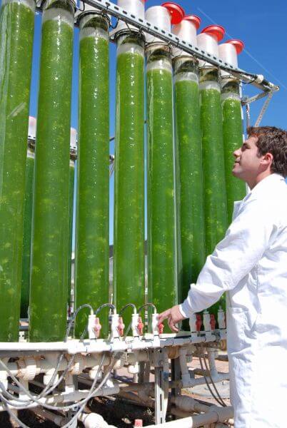 biodiesel terza generazione: impianto per la coltivazione di microalghe in italia